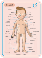 Układanka magnetyczna Anatomia człowieka Janod 