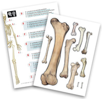Szkielet człowieka ruchomy model anatomiczny do składania dla dzieci Buki