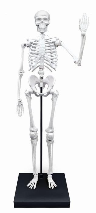 Szkielet człowieka 85 cm ruchomy model anatomiczny do składania dla dzieci Buki