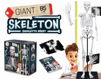 Szkielet człowieka 85 cm ruchomy model anatomiczny do składania dla dzieci Buki