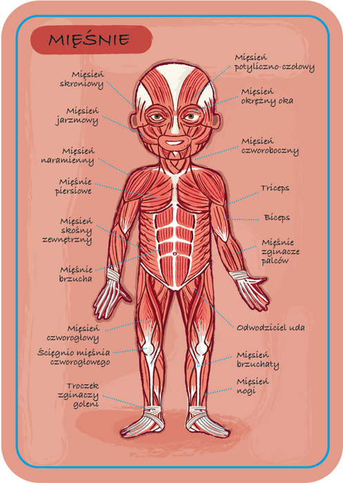 Układanka magnetyczna Anatomia człowieka Janod 