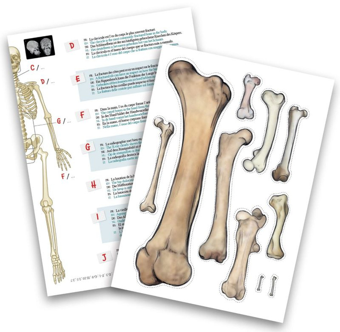 Szkielet człowieka ruchomy model anatomiczny do składania dla dzieci Buki