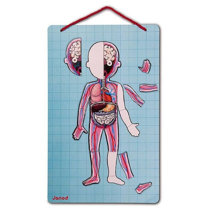 Układanka magnetyczna Anatomia człowieka Janod 