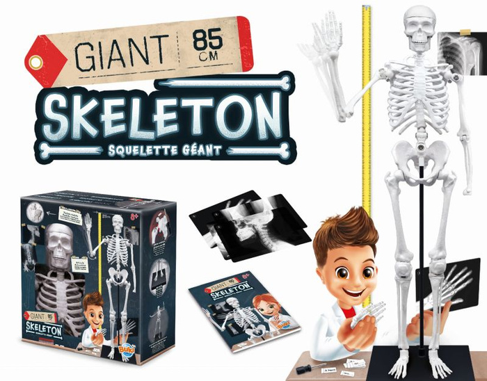 Szkielet człowieka 85 cm ruchomy model anatomiczny do składania dla dzieci Buki