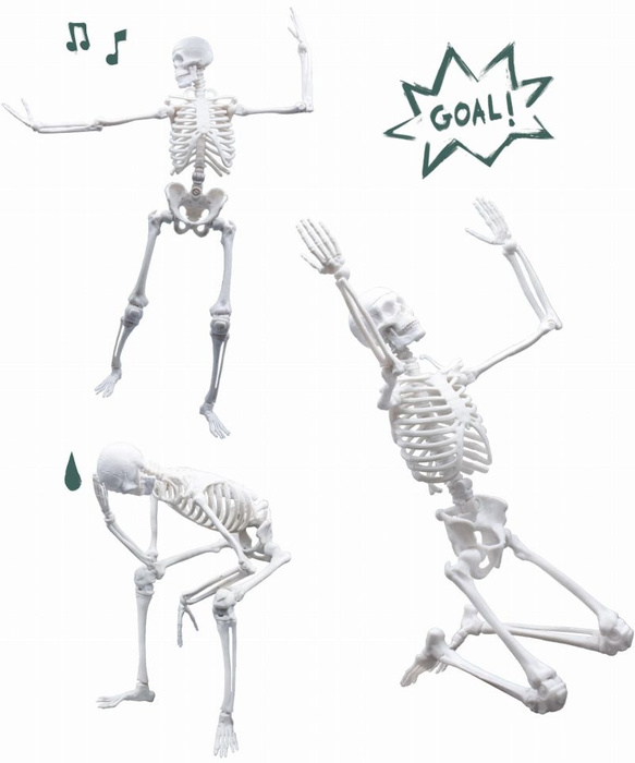 Szkielet człowieka ruchomy model anatomiczny do składania dla dzieci Buki