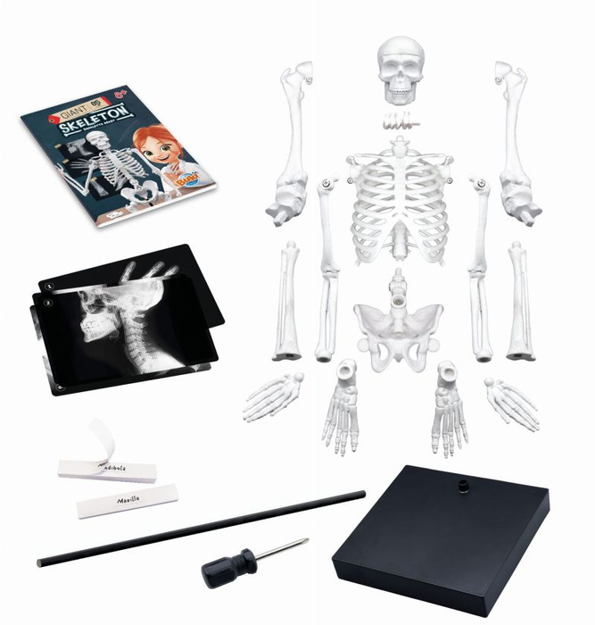 Szkielet człowieka 85 cm ruchomy model anatomiczny do składania dla dzieci Buki