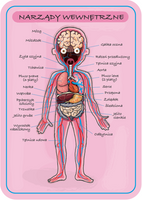 Układanka magnetyczna Anatomia człowieka Janod 