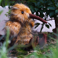 Pluszowy ptak kiwi 23 cm Rappa maskotki