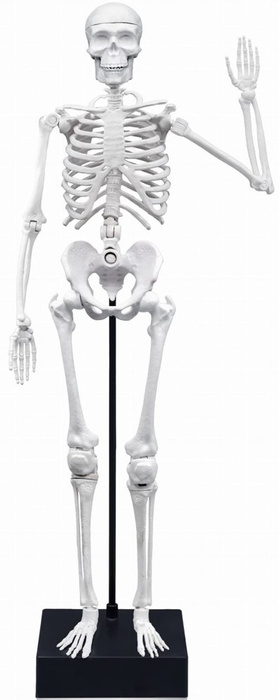 Szkielet człowieka ruchomy model anatomiczny do składania dla dzieci Buki