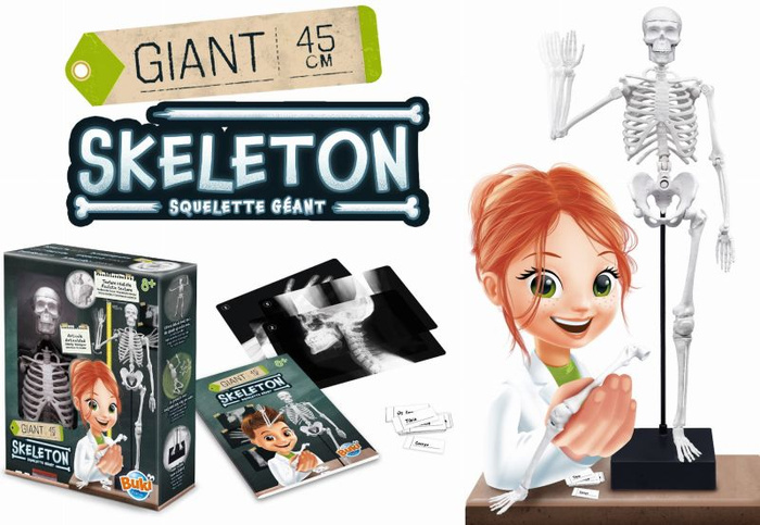 Szkielet człowieka ruchomy model anatomiczny do składania dla dzieci Buki