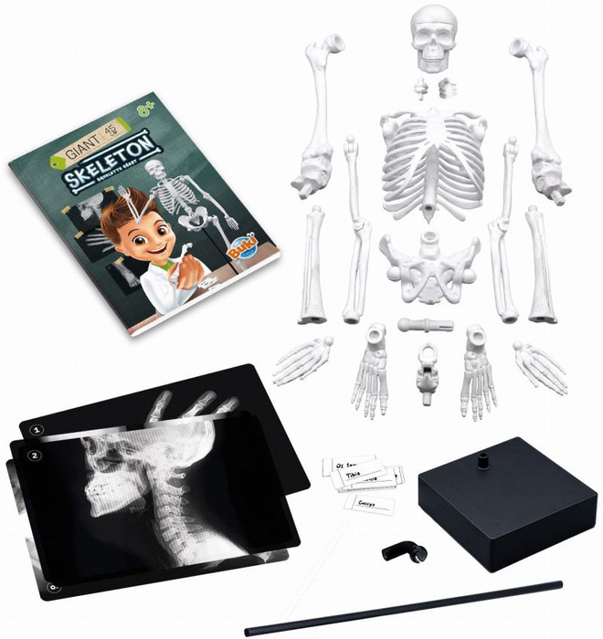 Szkielet człowieka ruchomy model anatomiczny do składania dla dzieci Buki