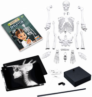 Szkielet człowieka ruchomy model anatomiczny do składania dla dzieci Buki