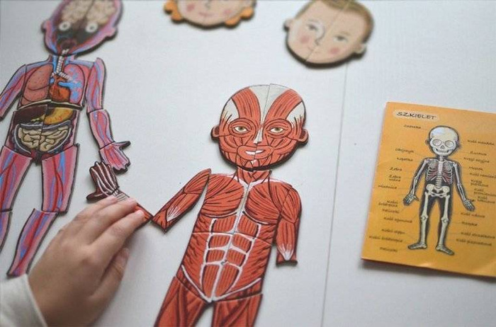 Układanka magnetyczna Anatomia człowieka Janod 