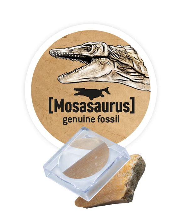 Mały paleontolog Brachiozaur Buki