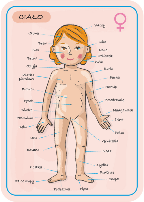 Układanka magnetyczna Anatomia człowieka Janod 