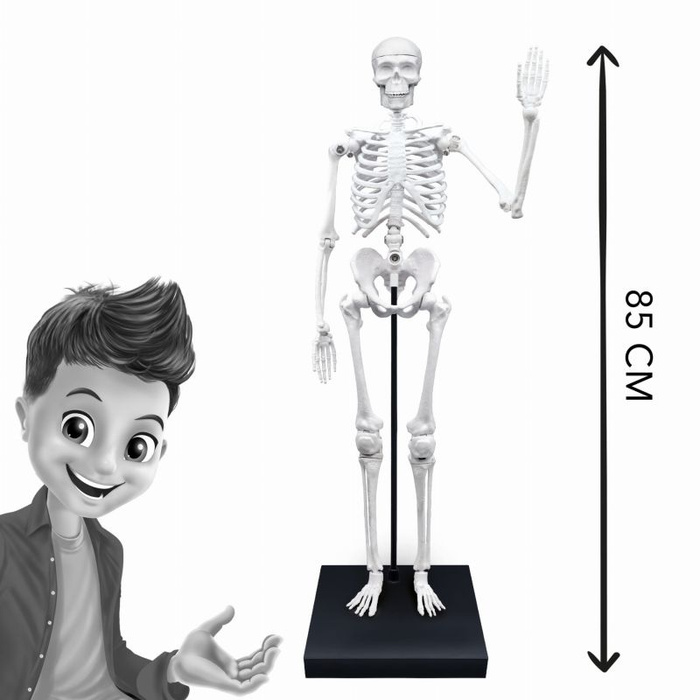 Szkielet człowieka 85 cm ruchomy model anatomiczny do składania dla dzieci Buki